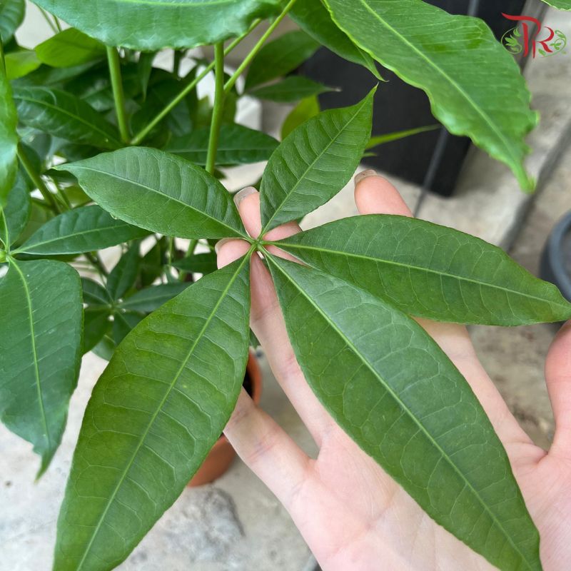 Pachira Multi 《发财树》