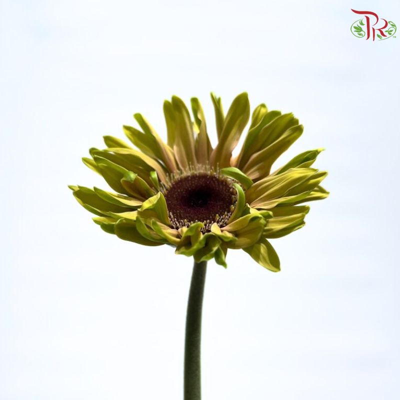 Gerbera Gemini / Pasta