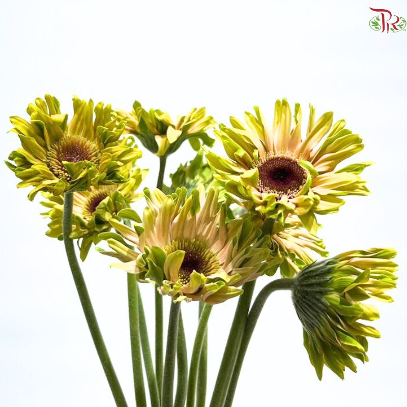 Gerbera Gemini / Pasta