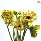 Gerbera Gemini / Pasta