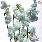 Sweet Pea