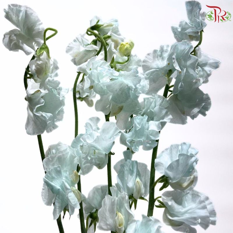 Sweet Pea