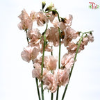Sweet Pea