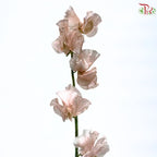Sweet Pea
