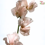 Sweet Pea