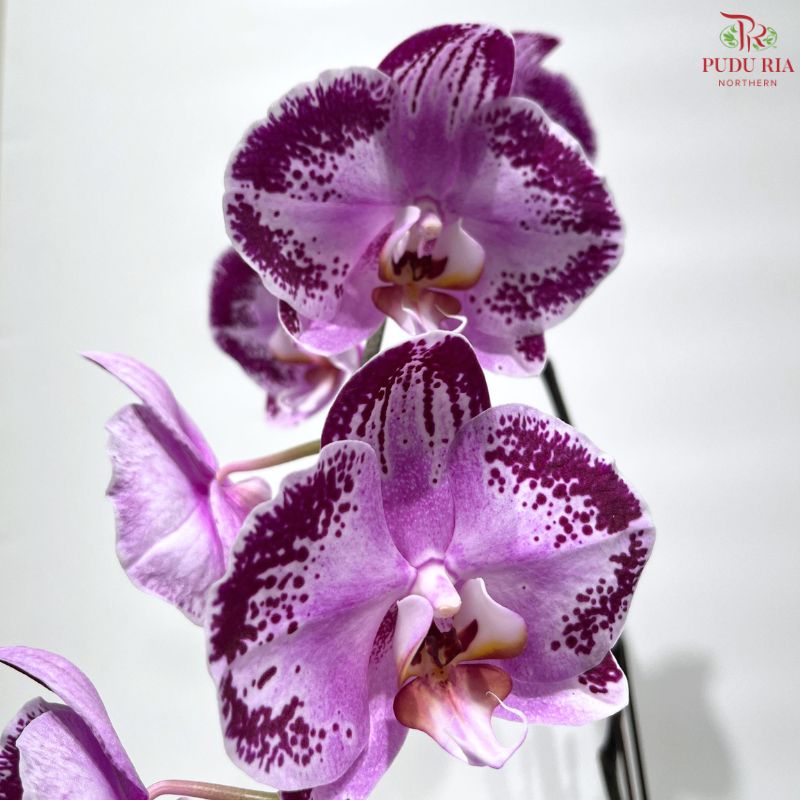 Big Single Stem Phalaenopsis Orchid