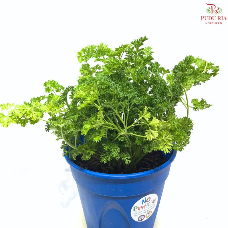 Parsley P150 F02《芫昔》