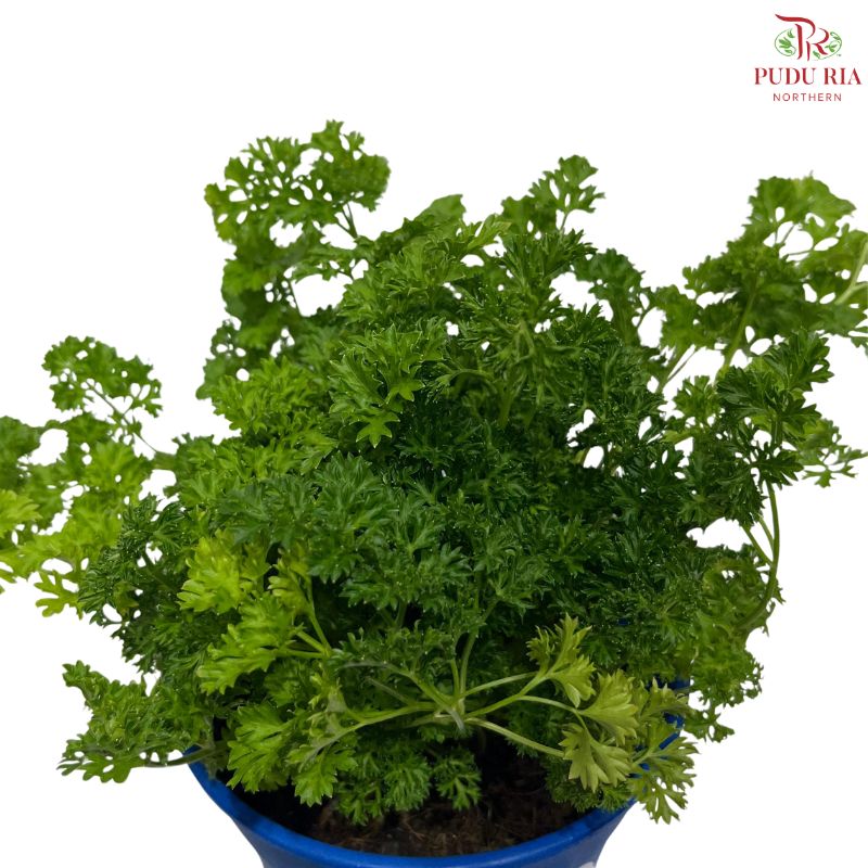 Parsley P150 F02《芫昔》