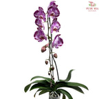 Big Single Stem Phalaenopsis Orchid
