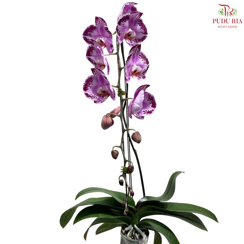 Big Single Stem Phalaenopsis Orchid