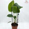 Anthurium Peltigerum  盾叶花烛