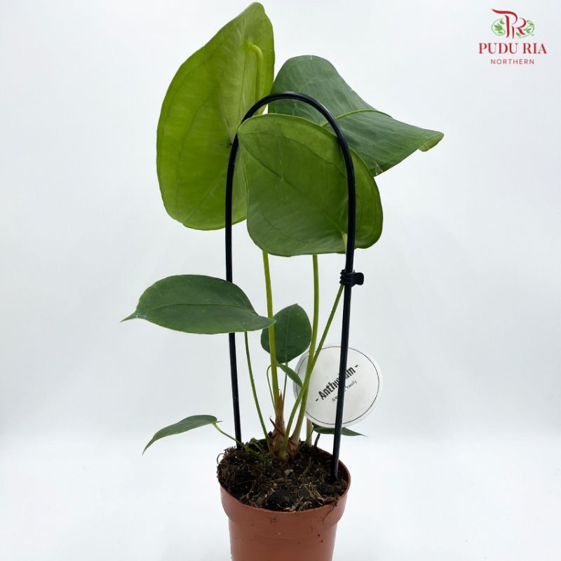 Anthurium Peltigerum  盾叶花烛