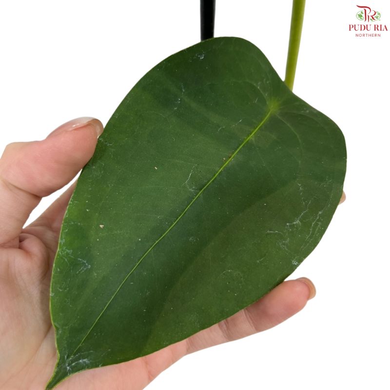 Anthurium Peltigerum  盾叶花烛