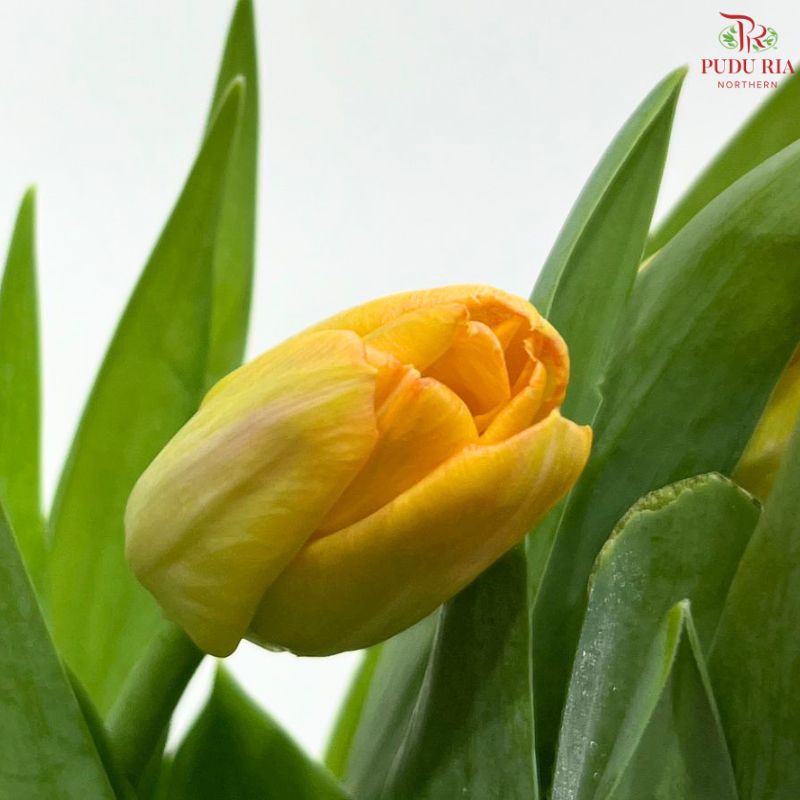 Tulip