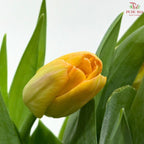 Tulip