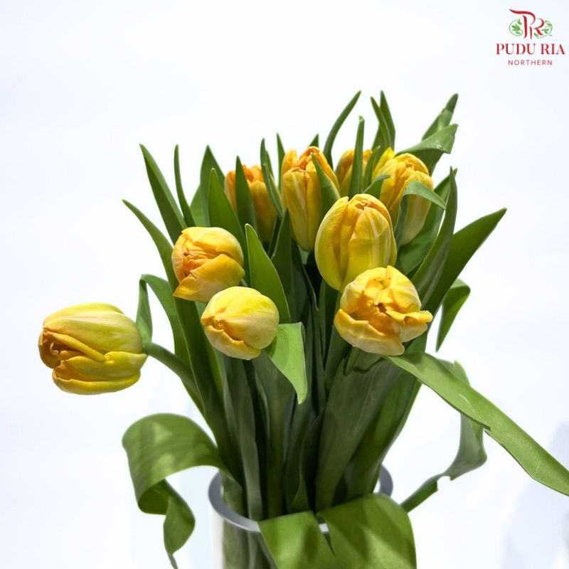 Tulip
