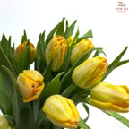 Tulip