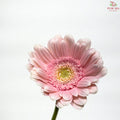 Gerbera Warsaw