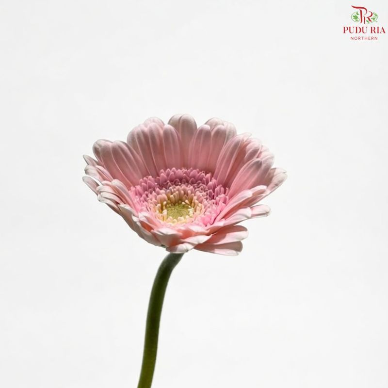 Gerbera Warsaw