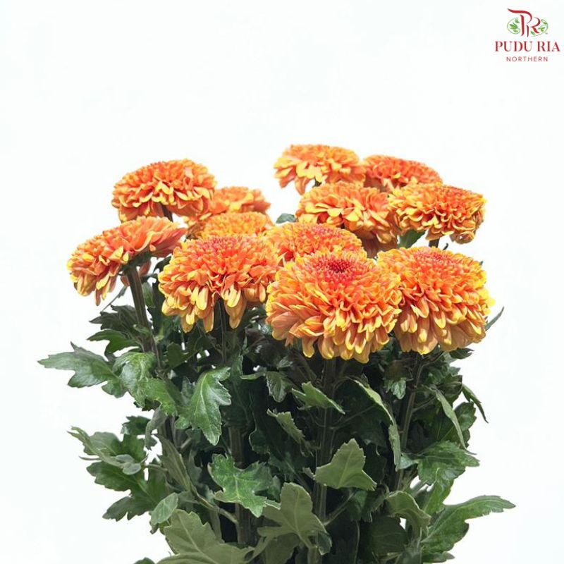 Chrysanthemum Ping Pong Disbud