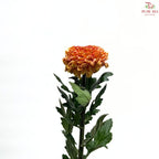 Chrysanthemum Ping Pong Disbud