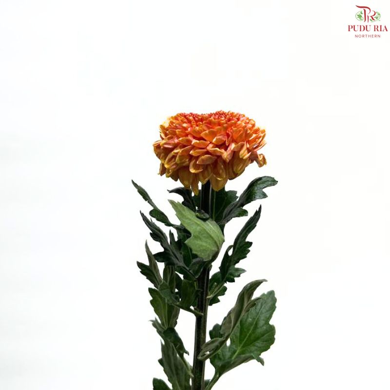 Chrysanthemum Ping Pong Disbud