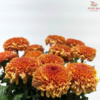 Chrysanthemum Ping Pong Disbud