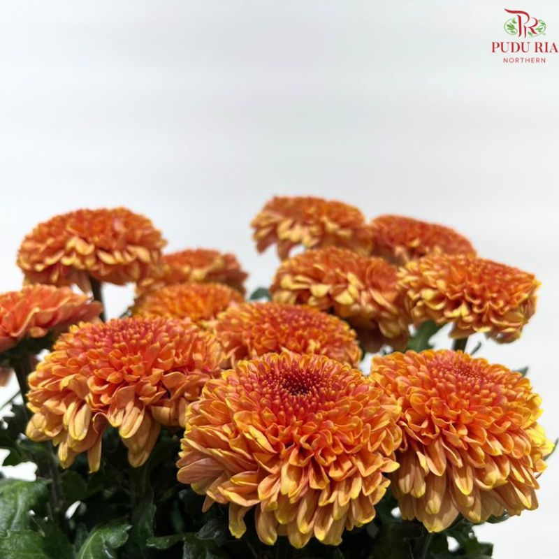 Chrysanthemum Ping Pong Disbud