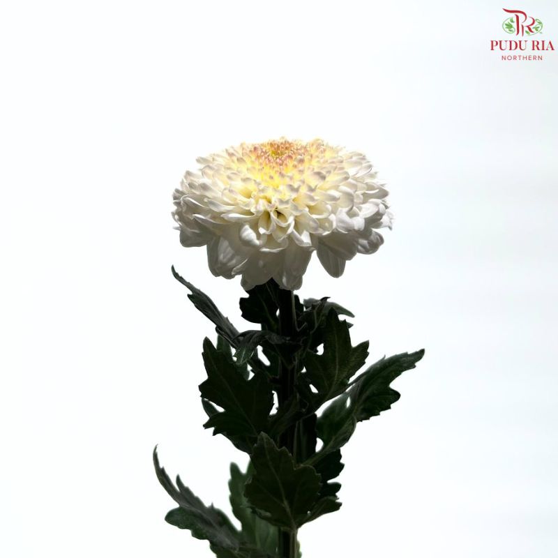 Chrysanthemum Ping Pong Disbud