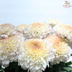 Chrysanthemum Ping Pong Disbud