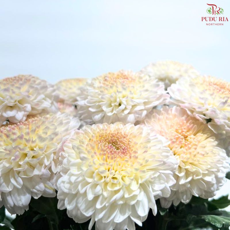 Chrysanthemum Ping Pong Disbud