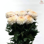 Chrysanthemum Ping Pong Disbud