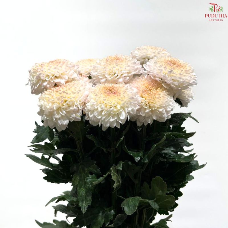 Chrysanthemum Ping Pong Disbud