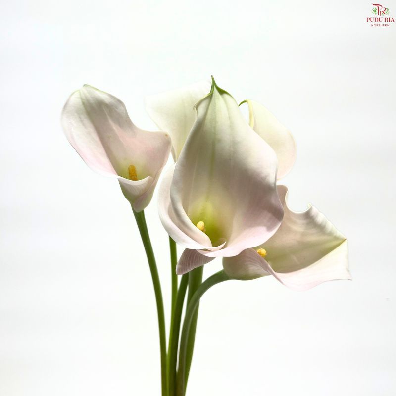Calla Lily