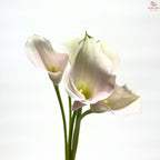 Calla Lily