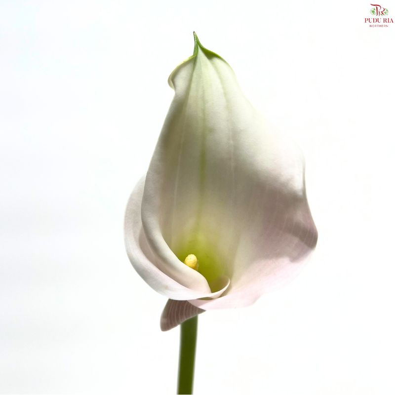 Calla Lily