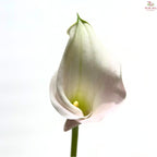 Calla Lily