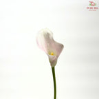 Calla Lily