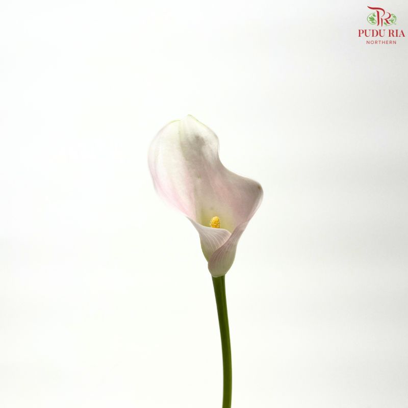 Calla Lily