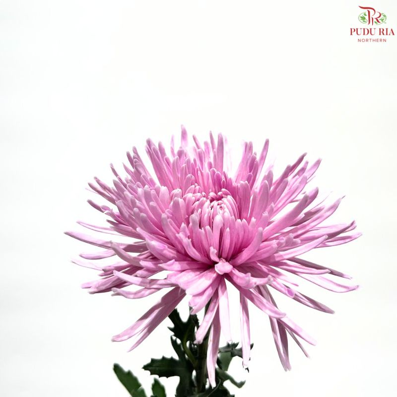 Net Mum Chrysanthemum Big