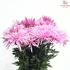 Net Mum Chrysanthemum Big