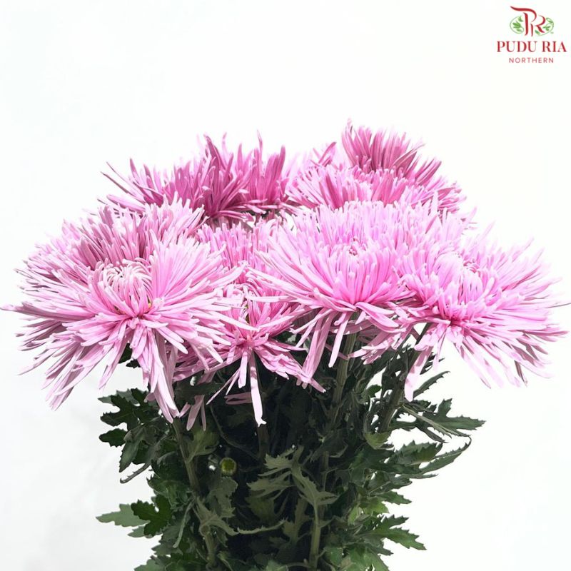 Net Mum Chrysanthemum Big