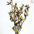 Arachnis (Scorpion Orchid) (Half Bunch)