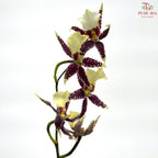 Arachnis (Scorpion Orchid) (Half Bunch)