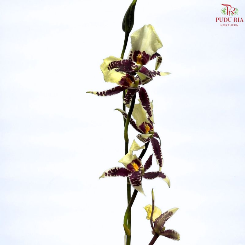 Arachnis (Scorpion Orchid) (Half Bunch)