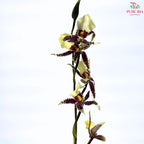 Arachnis (Scorpion Orchid) (Half Bunch)