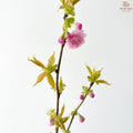Prunus (Pink)