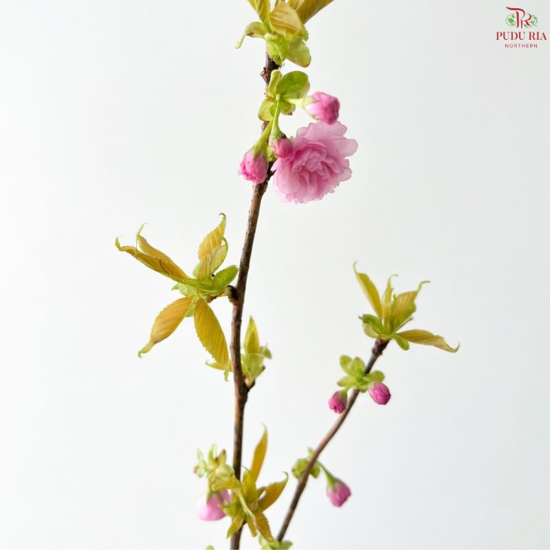 Prunus (Pink)