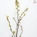 Prunus (Pink)