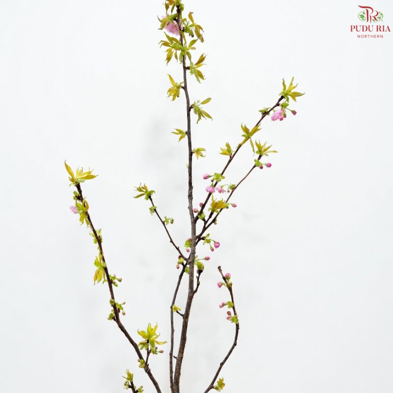 Prunus (Pink)